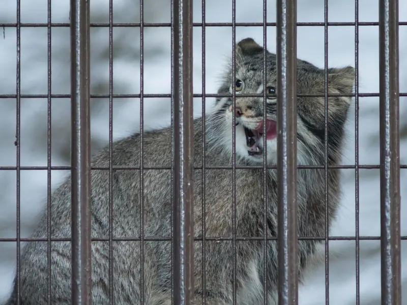 A photograph of Figa in Nogeyama Zoo