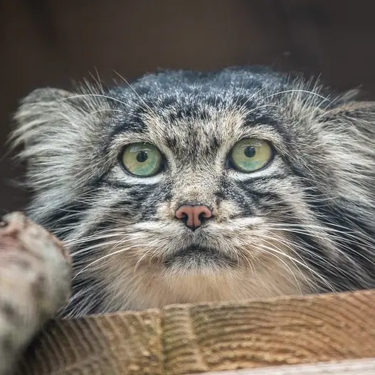 A photograph of Timofey in Moscow zoo