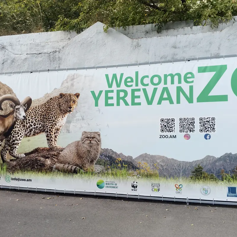 A photograph of a Pallas's cat in Yerevan Zoo
