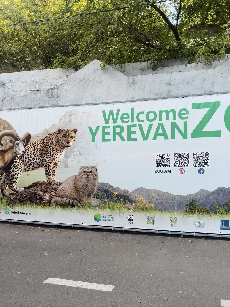 A photograph of a Pallas's cat in Yerevan Zoo