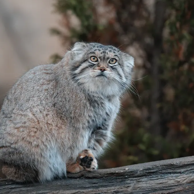 A photograph of Lev in Nasu Animal Kingdom