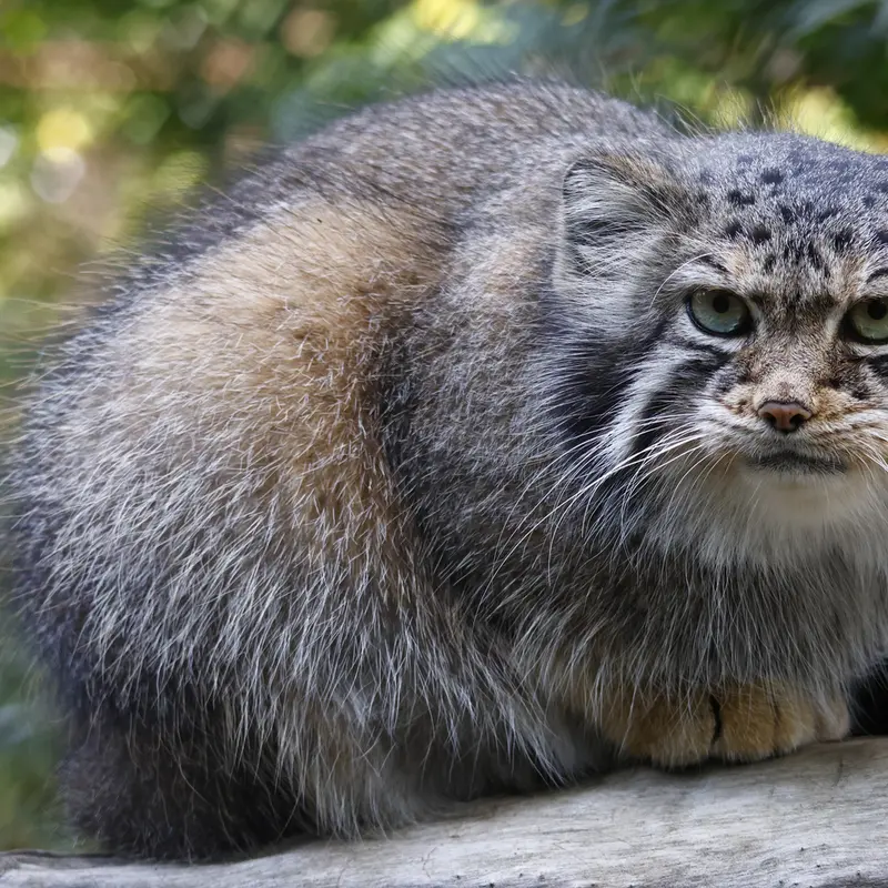 A photograph of Eve in Novosibirsk Zoo