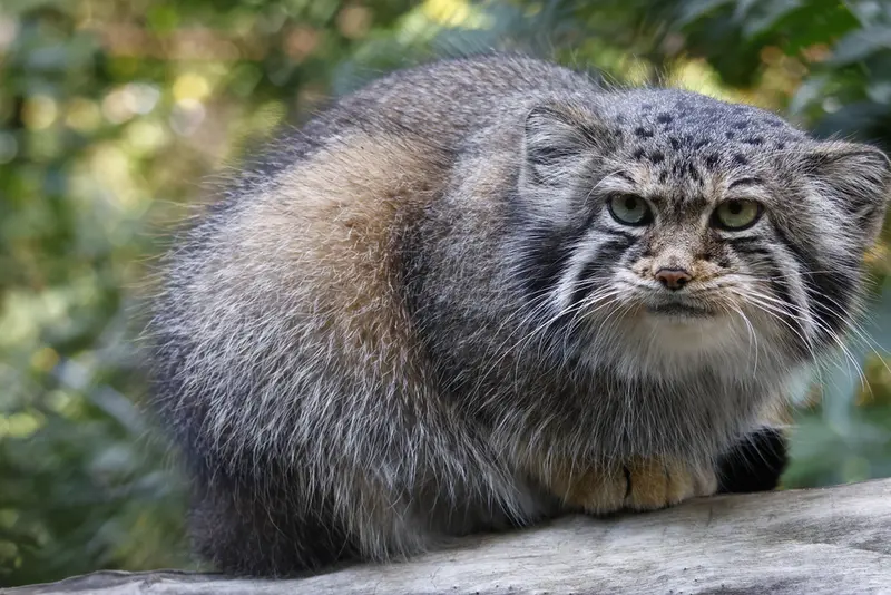 A photograph of Eve in Novosibirsk Zoo