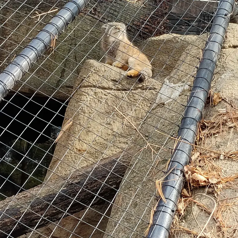 A photograph of Mushu in Cincinnati Zoo
