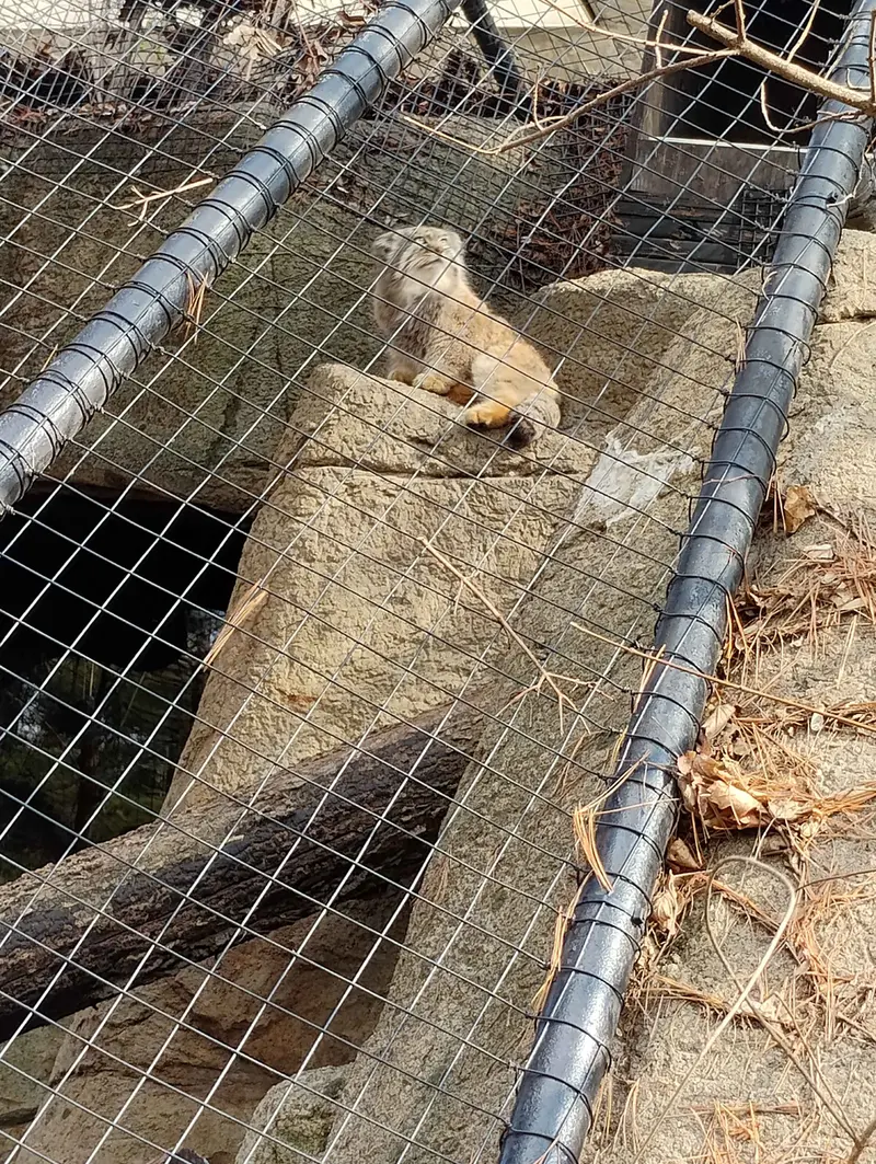 A photograph of Mushu in Cincinnati Zoo