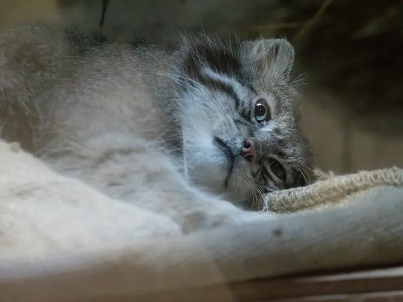A photograph of Klyon in Ueno Zoological Gardens