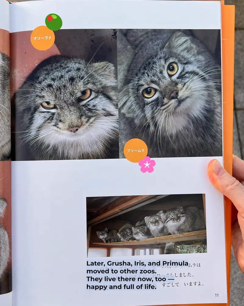 A photograph of a Pallas's cat