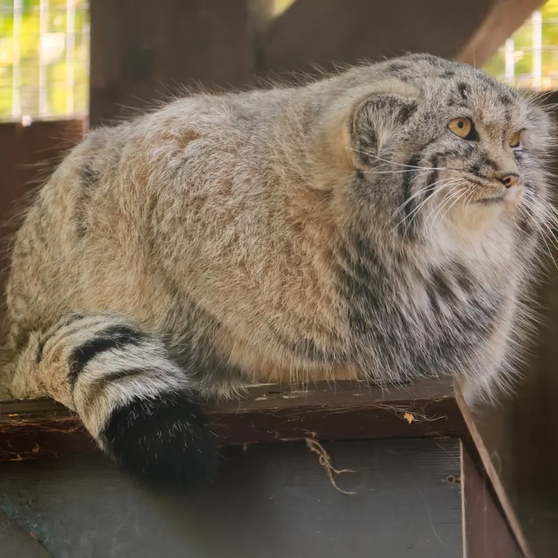 A photograph of Kitten of Alani b.2026 Ⅱ in Košice Zoo
