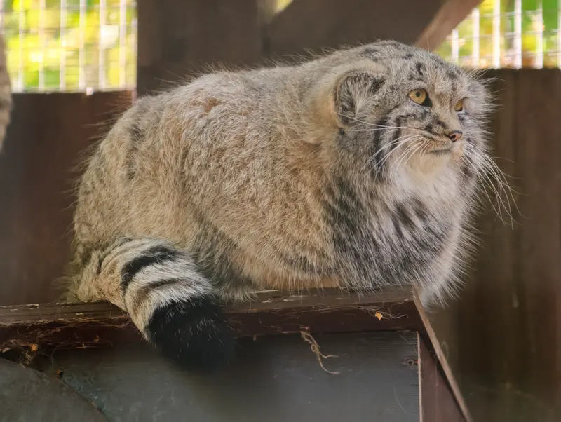 A photograph of Kitten of Alani b.2026 Ⅱ in Košice Zoo