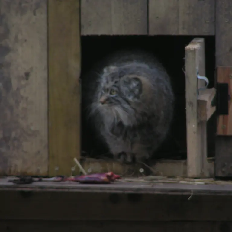 A photograph of Altai in The Lakeland Wildlife Oasis