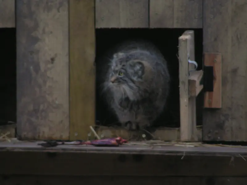 A photograph of Altai in The Lakeland Wildlife Oasis