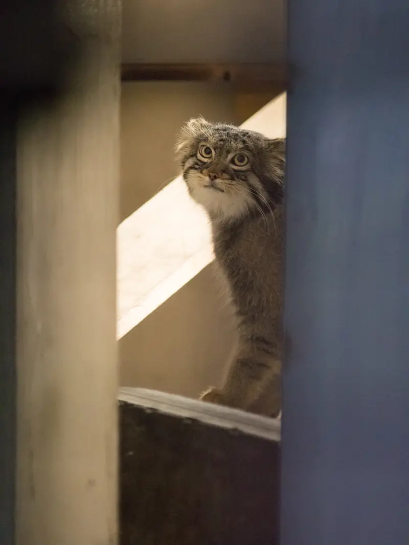 A photograph of Figa in Nogeyama Zoo