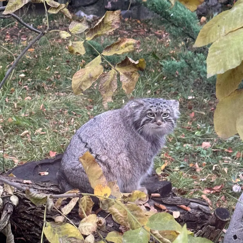 A photograph of Timofey in Moscow zoo
