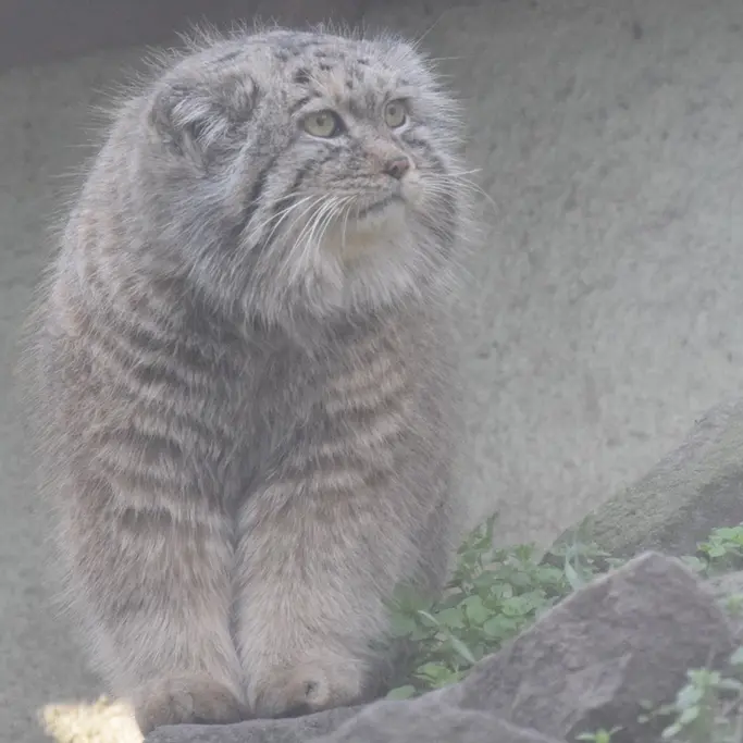A photograph of Bohus in Budapest Zoo & Botanical Garden