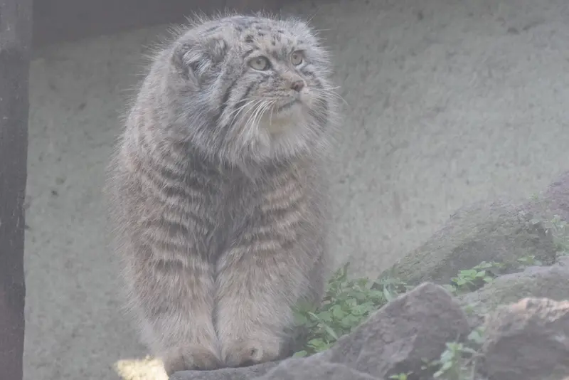 A photograph of Bohus in Budapest Zoo & Botanical Garden