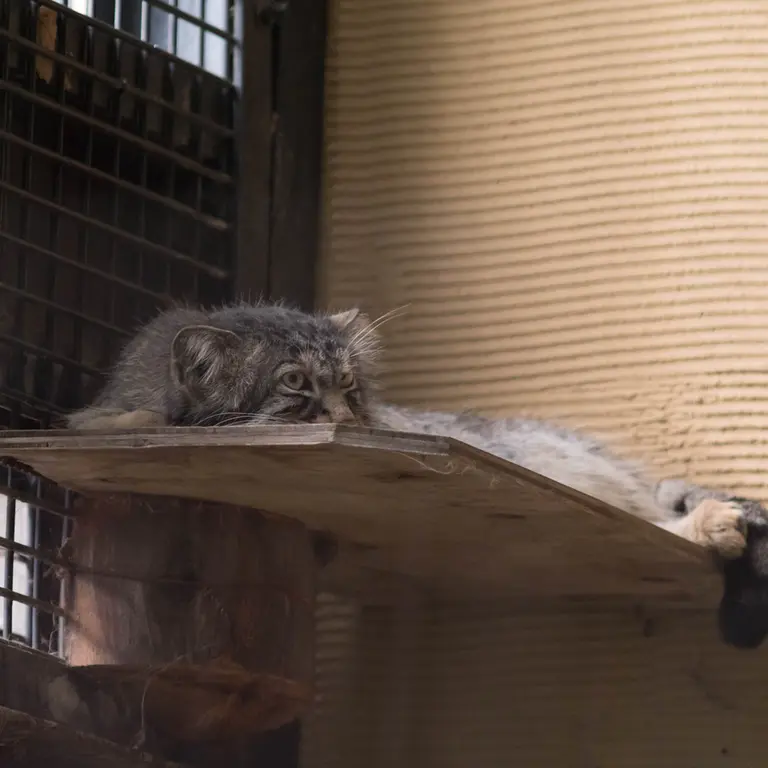 A photograph of Hide in Asahiyama Zoo