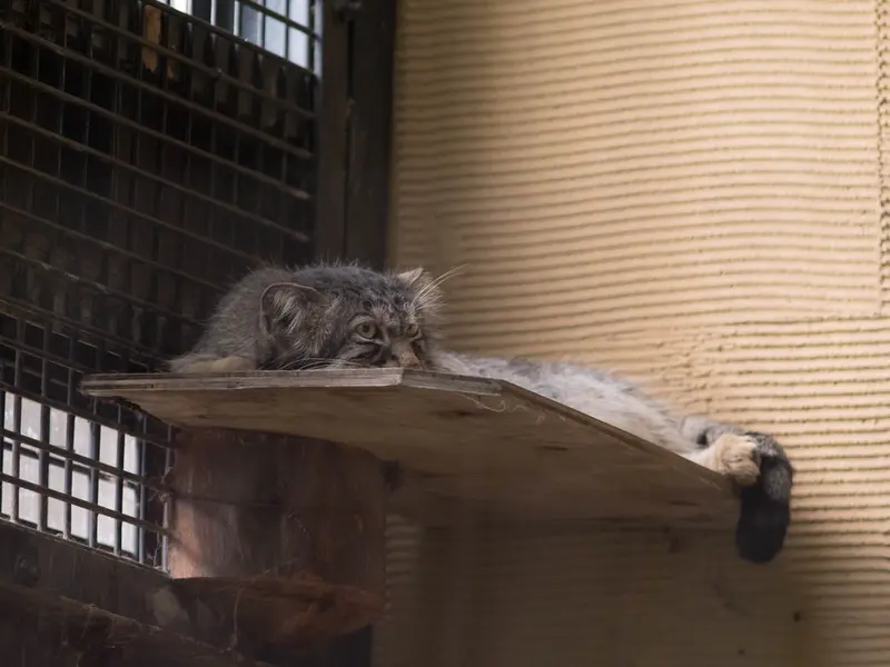 A photograph of Hide in Asahiyama Zoo