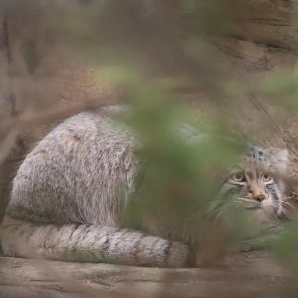 A photograph of Nagomu in Nasu Animal Kingdom