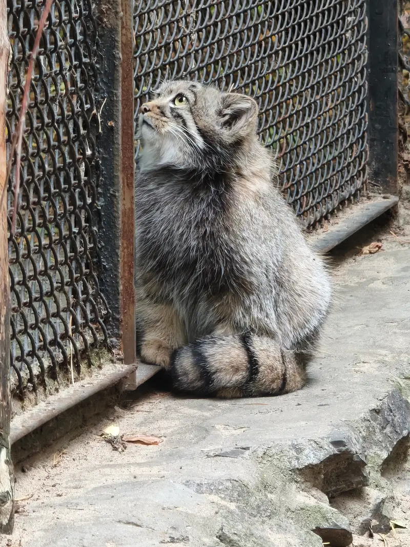 A photograph of a Pallas's cat in Novosibirsk Zoo