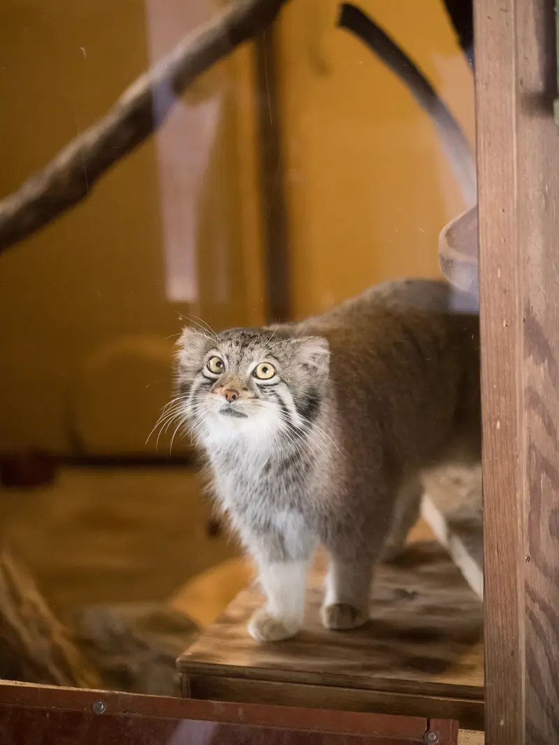 A photograph of Oto in Saitama Children's Zoo