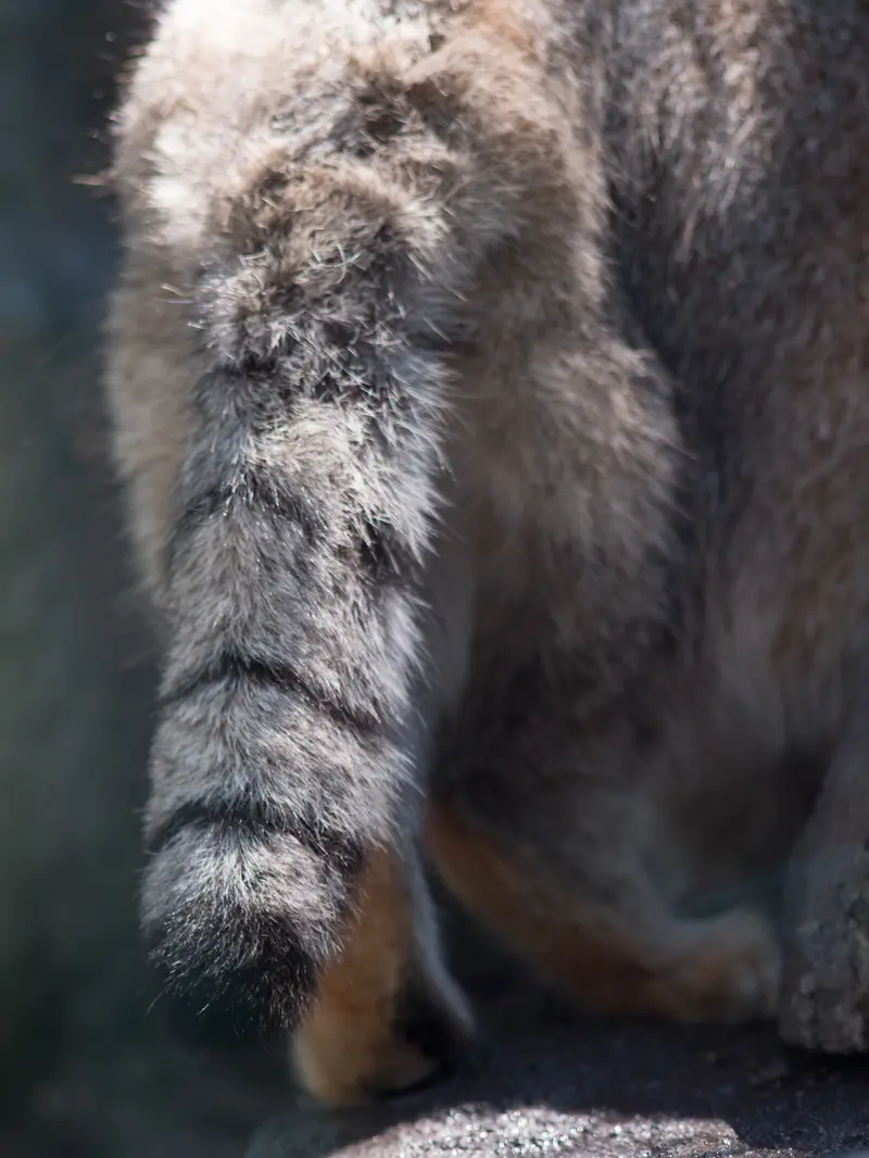A photograph of Grusha in Asahiyama Zoo