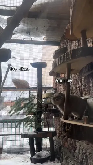 Shu and Pepe