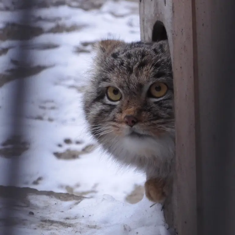 A photograph of Mensu in Novosibirsk Zoo