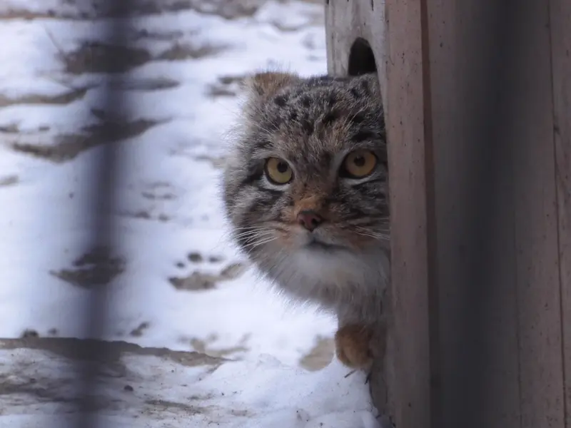 A photograph of Mensu in Novosibirsk Zoo
