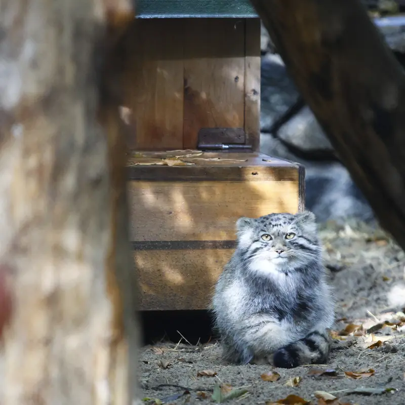 A photograph of Kitten of Eve b.2026   Ⅳ in Novosibirsk Zoo