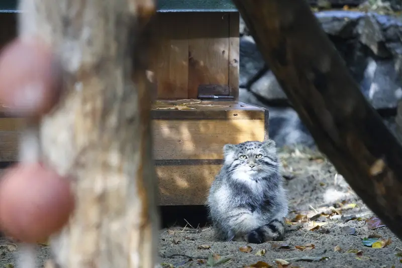 A photograph of Kitten of Eve b.2026   Ⅳ in Novosibirsk Zoo