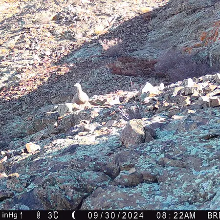 A photograph of Grey partridge from Janator camera trap