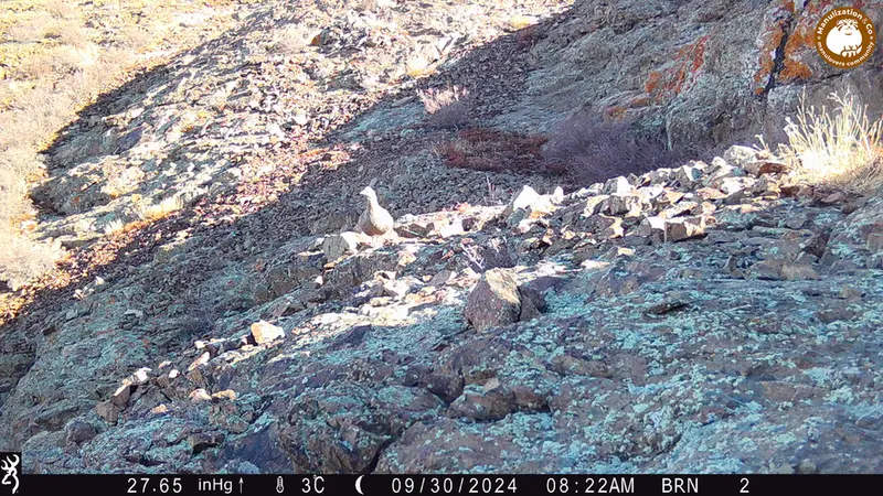 A photograph of Grey partridge from Janator camera trap