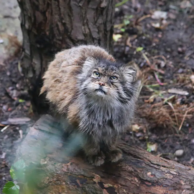 A photograph of Pazzo in Łódź Zoo