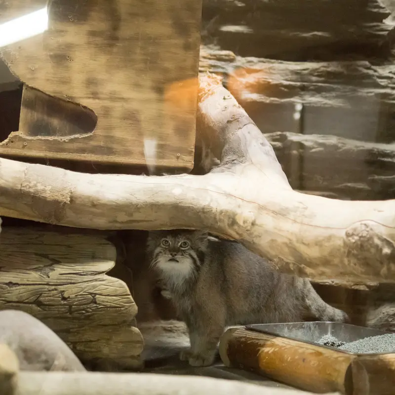 A photograph of Klyon in Ueno Zoological Gardens