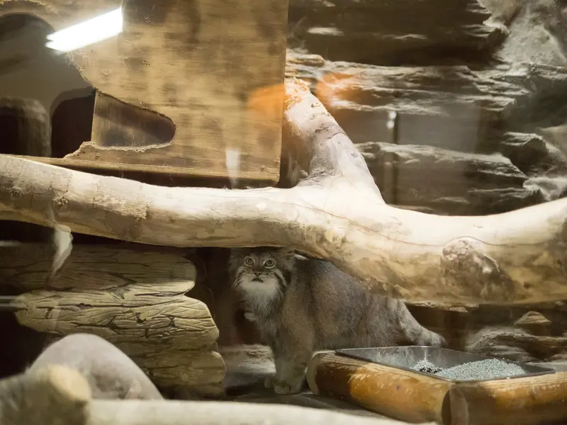 A photograph of Klyon in Ueno Zoological Gardens