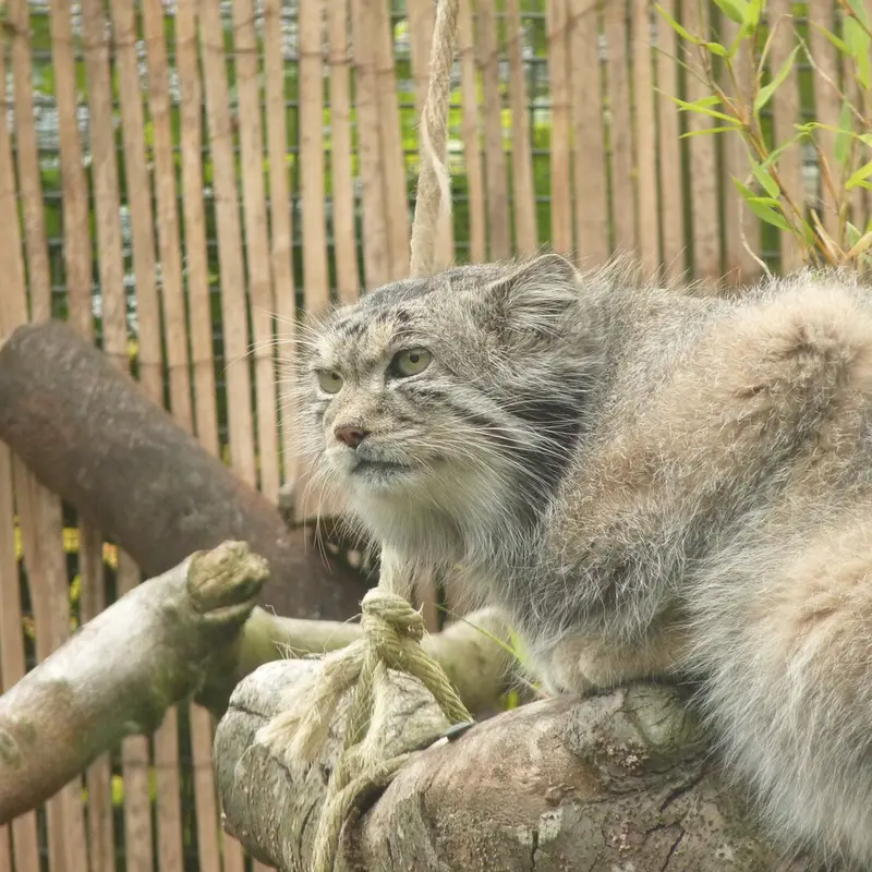 A photograph of Akiko in Edinburgh Zoo