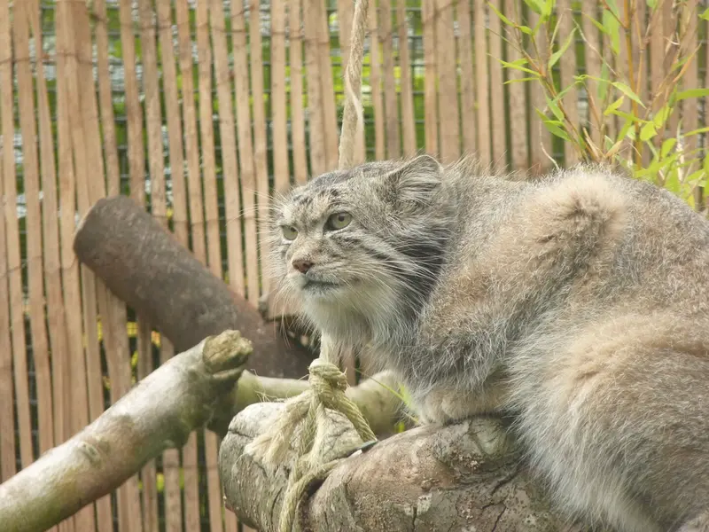 A photograph of Akiko in Edinburgh Zoo