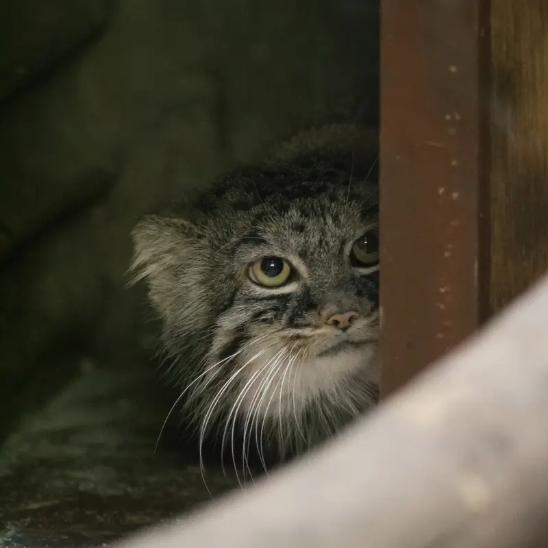 A photograph of Shafran in Ueno Zoological Gardens