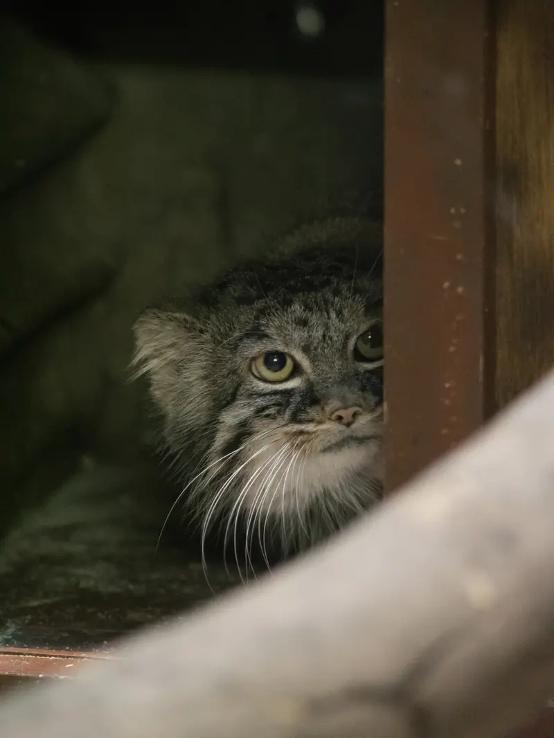 A photograph of Shafran in Ueno Zoological Gardens