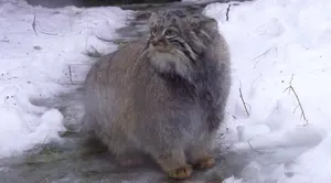 A photograph of Timofey in Moscow zoo