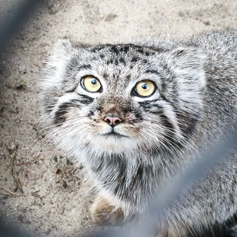 A photograph of Kitten of Eve b.2026  Ⅲ in Novosibirsk Zoo