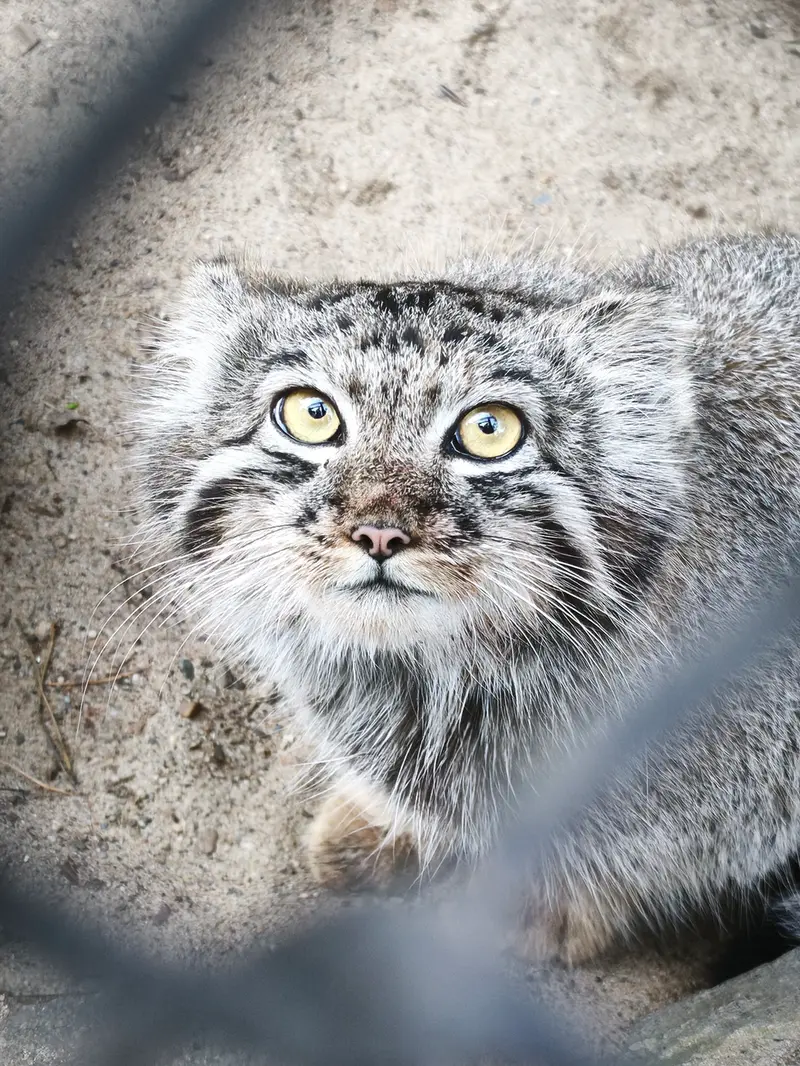 A photograph of Kitten of Eve b.2026  Ⅲ in Novosibirsk Zoo
