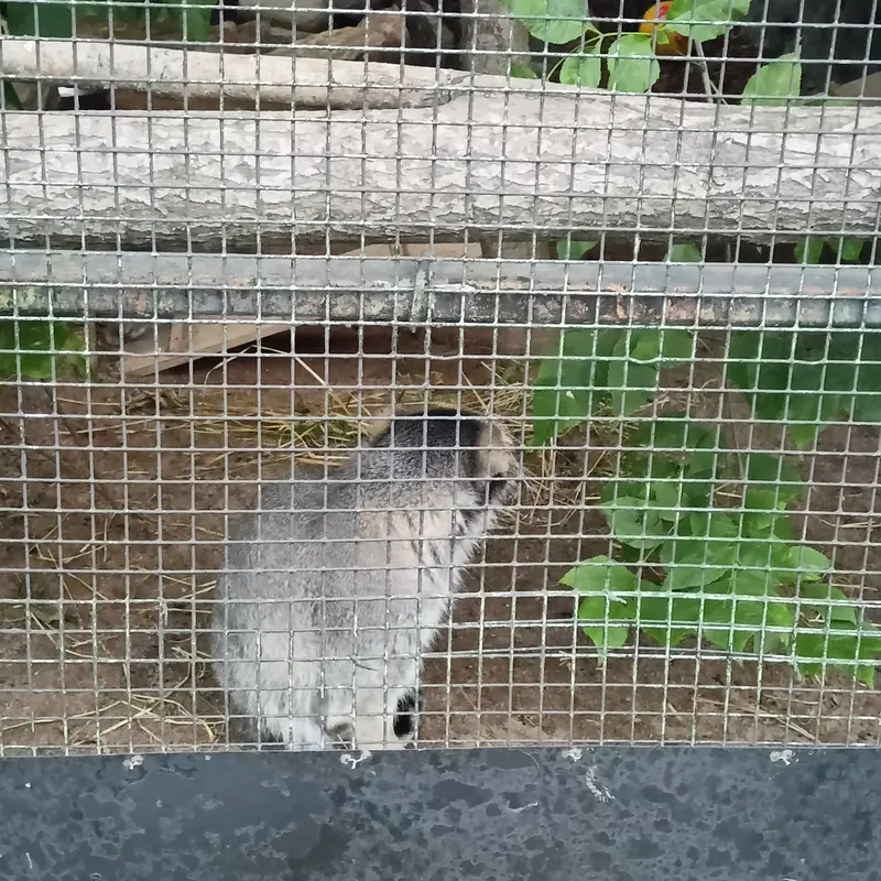 A photograph of a Pallas's cat