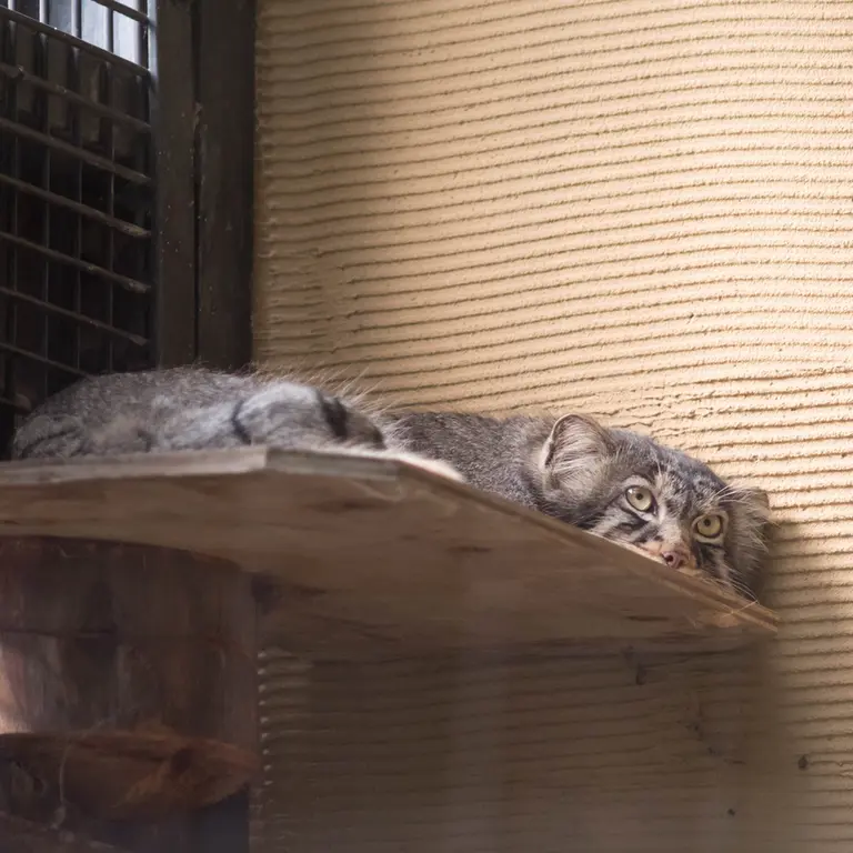 A photograph of Hide in Asahiyama Zoo