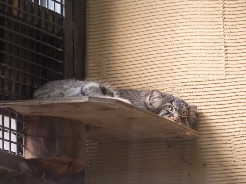 A photograph of Hide in Asahiyama Zoo