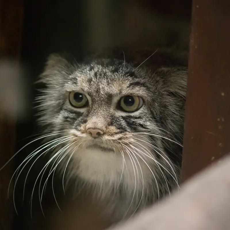 A photograph of Shafran in Ueno Zoological Gardens
