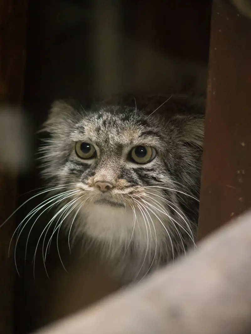 A photograph of Shafran in Ueno Zoological Gardens