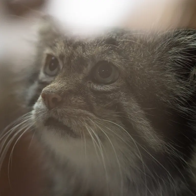 A photograph of Klyon in Ueno Zoological Gardens