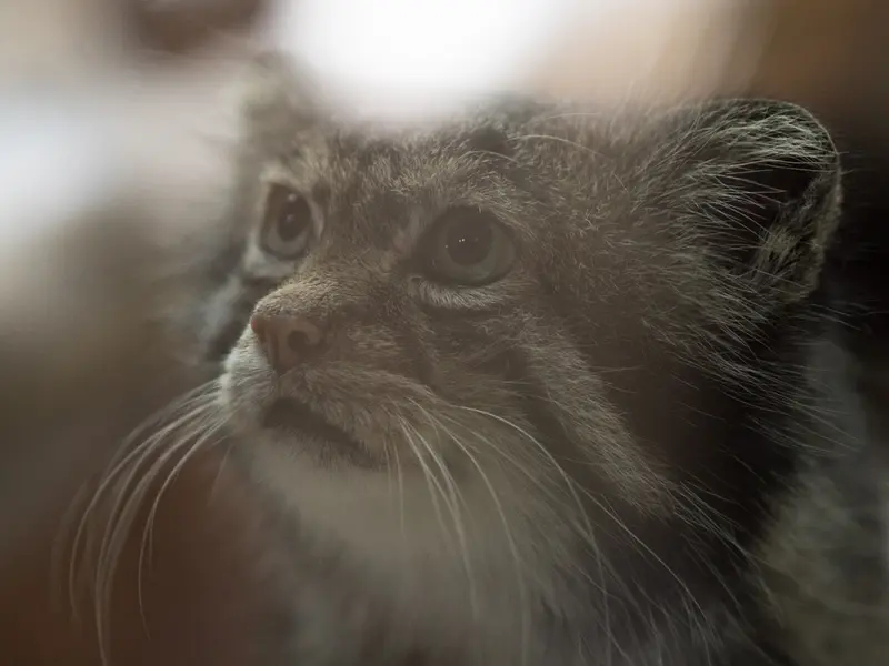 A photograph of Klyon in Ueno Zoological Gardens