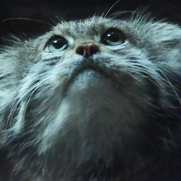 A photograph of Klyon in Ueno Zoological Gardens